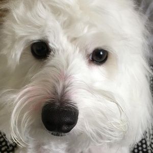 Meet your Posher, Vitor